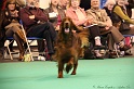 Crufts2011_2 175